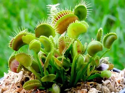 Cultivo Exitoso de Plantas Carnívoras: Una Guía Esencial