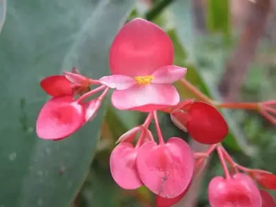 Guía Definitiva para el Cuidado Exitoso de la Begonia Maculata