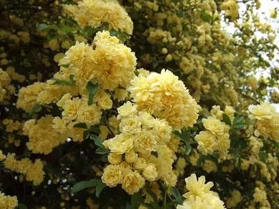 Descubriendo la Rosa Banksiae Lutea: Una Joya Botánica sin Espinas y de Fácil Cuidado