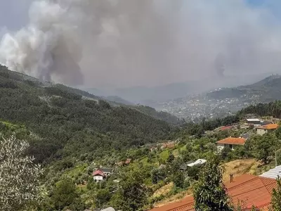El Impacto Devastador del Eucalipto en los Incendios Forestales de Portugal