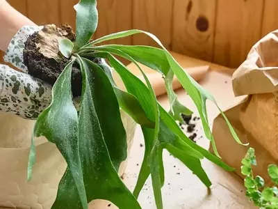 Descubriendo el Helecho Cuerno de Ciervo: Una Guía Completa para su Cultivo Exitoso