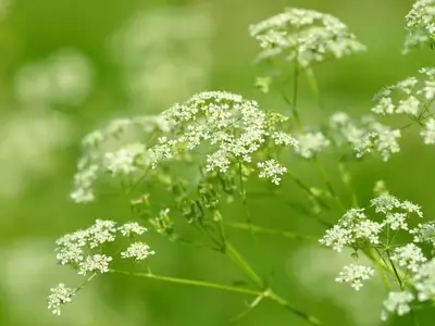 Cultivo y Propiedades del Anís Verde