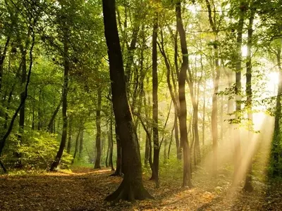 El Viaje Centenario: Factores y Misterios de la Longevidad Arbórea