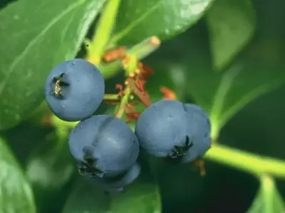 Cultivo de Arándanos: Guía Completa para un Jardín Fructífero y Saludable