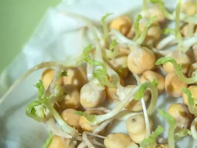 Guía Definitiva para el Cultivo Exitoso del Garbanzo