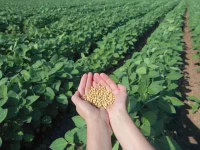 Guía Completa para el Cultivo Exitoso de la Soja