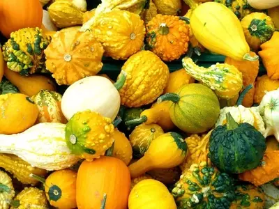 Explorando el Vastísimo Mundo de las Cucurbitáceas: Desde el Campo a la Mesa