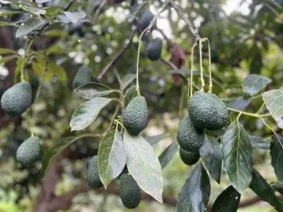 El Aguacate en España: Un Análisis Completo de su Auge, Beneficios, Cultivo y Desafíos de Sostenibilidad