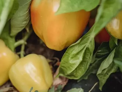 Guía Completa para el Cultivo Exitoso de Pimientos: Desde la Semilla hasta la Cosecha Abundante