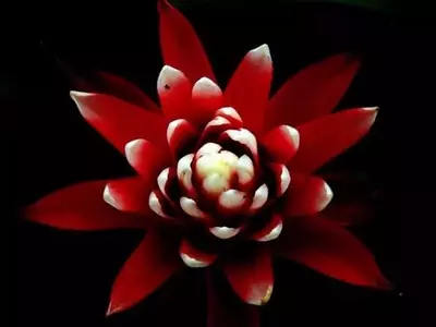 La Guzmania: Un Tesoro Tropical para tu Hogar
