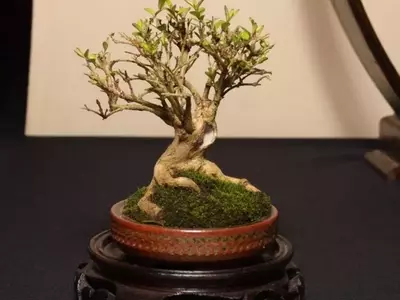 Secretos del Mantenimiento de los Bonsáis Miniatura: Mame