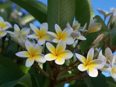 Secretos para el cuidado del Frangipani: Flores Exóticas y Resistencia Invernal
