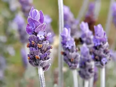 Secretos para el cuidado óptimo de la lavanda: Guía completa