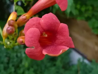 Descubre los Secretos del Cuidado de la Campsis Radicans: La Enredadera Trompeta Ideal para tu Jardín