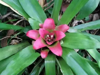 Secretos para el Cuidado Óptimo de las Bromelias en Interiores
