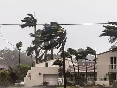 Guía Completa para el Cultivo y Cuidado de la Palmera Huracán
