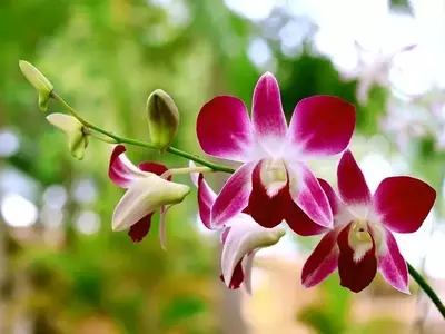 Secretos para el Cuidado Óptimo de las Orquídeas Después de la Floración