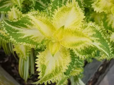 El Fascinante Mundo de las Plantas Variegadas: Belleza y Cuidados Específicos