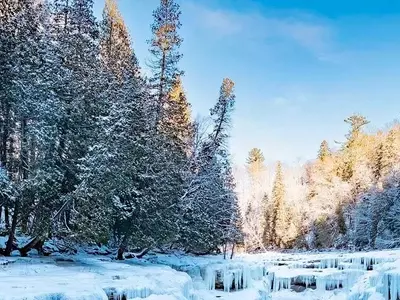 Impacto Inesperado del Cambio Climático en la Capacidad de Absorción de Carbono de los Bosques
