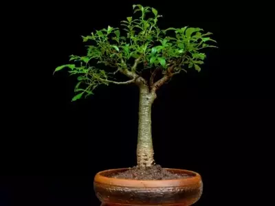 El Arte de Cultivar un Bonsái de Baobab: Una Guía Completa