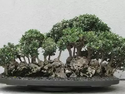 El Arte del Bonsái de Olivo: Guía Completa para su Cuidado y Estilo