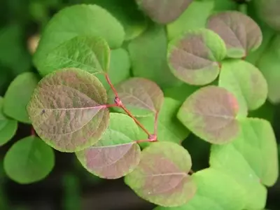 Descubriendo el Cercidiphyllum japonicum: Un Árbol Espectacular para Tu Jardín