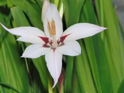 Descubriendo la Belleza del Gladiolo de Abisinia: Guía Completa de Cultivo