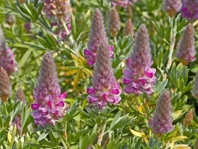 Guía Completa para el Cultivo y Cuidado del Ébano de Creta: Una Joya para Jardines Sostenibles