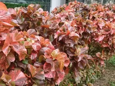 Descubre los Secretos del Cuidado de la Acalifa: Una Joya Tropical en Tu Jardín