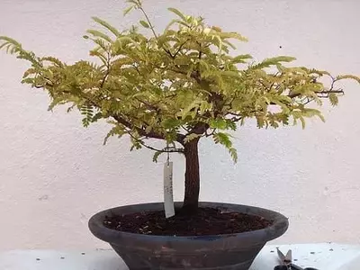El Arte de Cultivar un Bonsái de Tamarindo: Una Guía Esencial para su Cuidado Óptimo