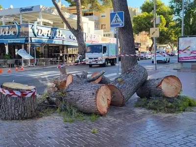 Gestión Responsable del Arbolado Urbano en Palmanova