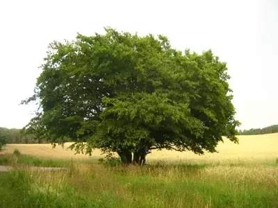 Descubre los Secretos del Carpe: Guía Completa para un Árbol Majestuoso