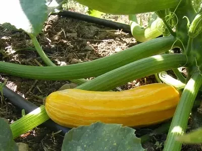 Guía Completa para el Cultivo Exitoso de Calabacines Amarillos