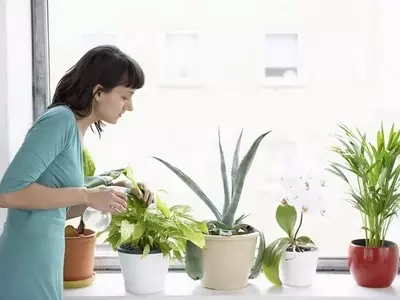 El Arte de Cultivar Plantas Saludables: Una Guía Esencial para Jardineros Aficionados