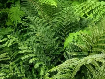 Culantrillo de Caoba: Guía Completa para su Cultivo Exitoso