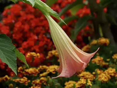 Brugmansia: La Majestuosa Trompeta de Ángel y sus Secretos