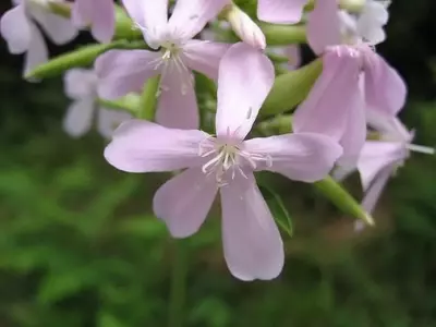 Saponaria: La Planta Versátil con Flores Encantadoras y Propiedades Sorprendentes
