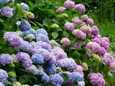 Guía Definitiva para el Cuidado Invernal de las Hortensias