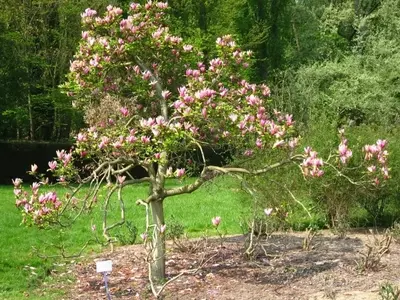 Magnolia Liliiflora: El Lirio Tulipán del Jardín y sus Cuidados Esenciales