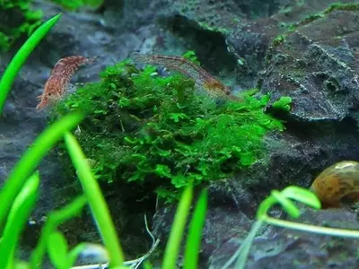 Cladophora: El Secreto Esférico del Acuario
