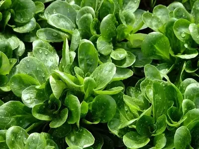 Guía Completa para el Cultivo y Beneficios del Canónigo