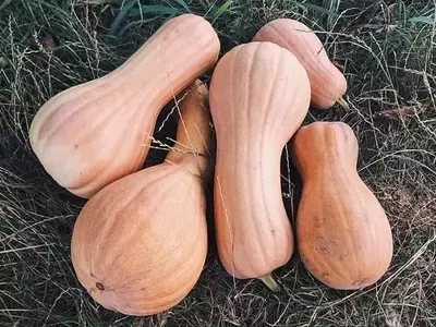 Guía Completa para el Cultivo de Calabazas en Casa