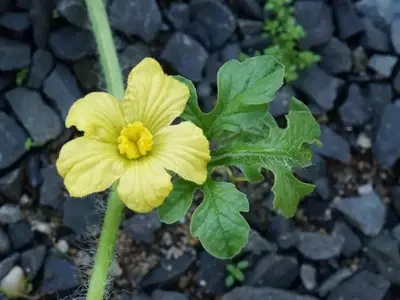 Cultivo en Casa: Melones y Sandías para el Verano
