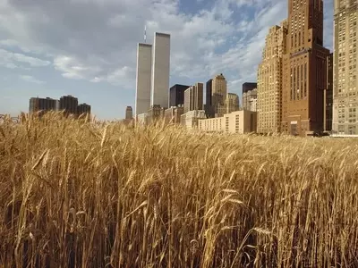 Cosechando Reflexiones: El Arte del Cultivo Urbano de Agnes Denes en Milán