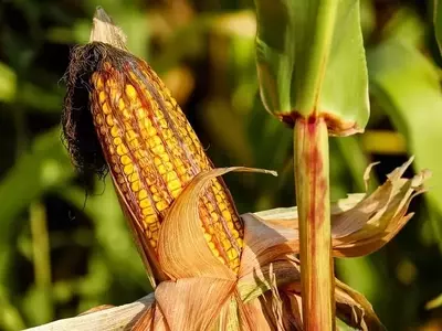 El Arte Milenario del Cultivo del Maíz: Guía Completa para una Cosecha Exitosa