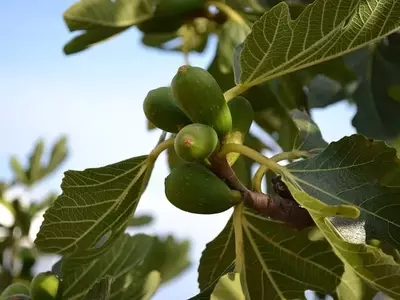 El Arte de Cultivar Higuera: Una Guía Completa para Jardineros