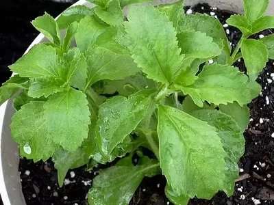 Guía Completa para Cultivar Estevia en Casa y sus Beneficios