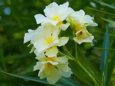 Cultivo Responsable de Plantas con Compuestos Tóxicos