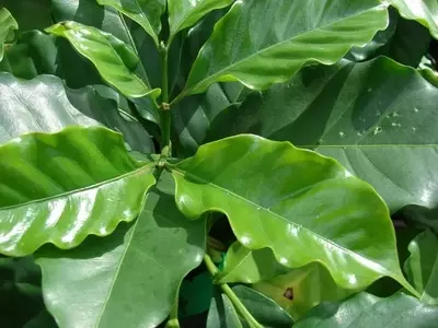 Cultivo de la Planta de Café: Guía Completa para un Jardín Exitoso