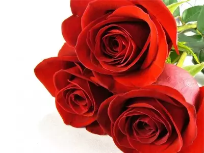 El Significado y Cultivo de la Rosa Freedom